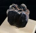Woolly Mammoth Molar From North Sea #4418-5